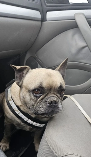 Bruno sucht ein neues Zuhause Bild 4