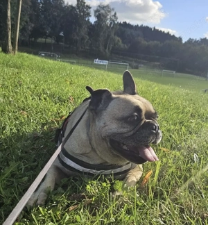 Bruno sucht ein neues Zuhause Bild 3