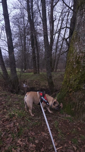 Bruno sucht ein neues Zuhause Bild 2