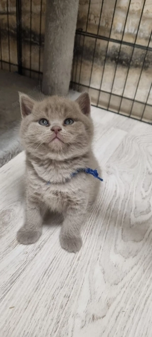 BKH Kater reinrassigen 