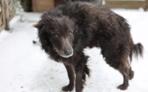 Gütiges Zuhause für liebenswerten Pepper gesucht