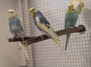 Wellensittiche Rainbow