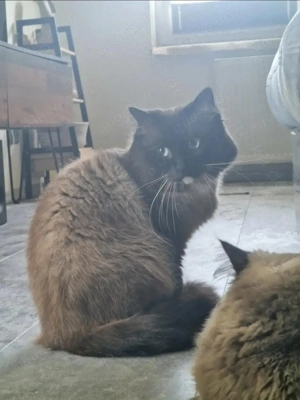 Süße Heilig Birma Abgabebereit  Bild 7