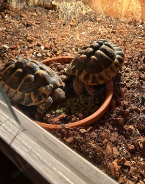 2 griechische landschildkröten ca 7 jahre 