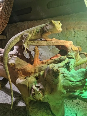 Bartagamen-Mann  Ray  (6) sucht Heim