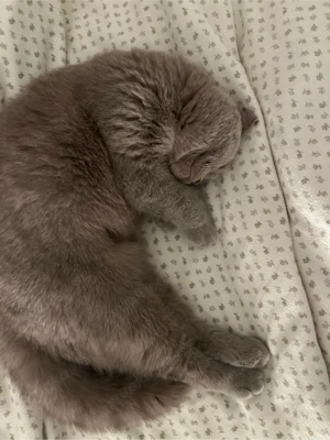 britisch Kurzhaarkatze kastriert Bild 7