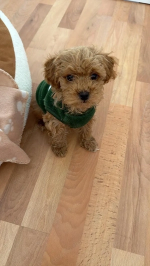 Maltipoo Welpen sucht liebevolle Zuhause   