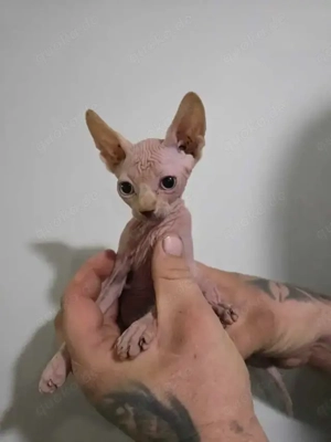 Wunderschöne Sphynx-Kätzchen