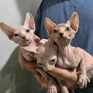 Sphynx-Kätzchen