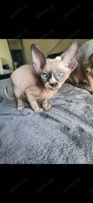 Wunderschöne Sphynx-Kätzchen