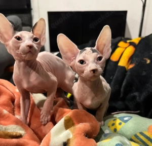 Spynx-Kätzchen suchen ein neues Zuhause