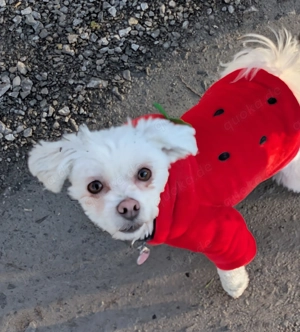 Polly sucht ein aktives für immer Zuhause  Bild 4