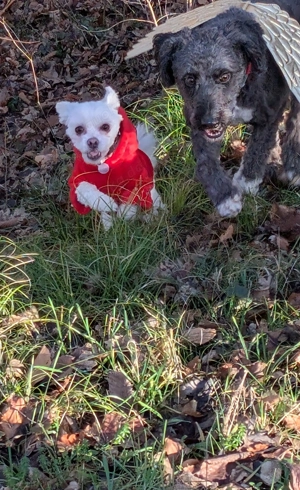Polly sucht ein aktives für immer Zuhause 