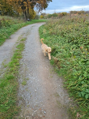 Goldendoodlewelpe Nala 8 Monate