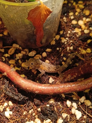 1.0 Eurydactylodes agricolae   Chamäleongecko 