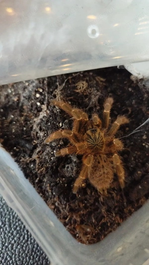 Pterinochilus murinus dcf kigoma Mädels  Bild 2