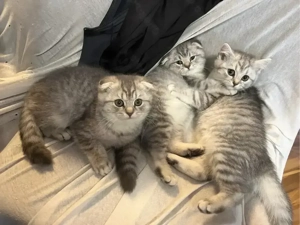 Britisch Kurzhaar Kitten