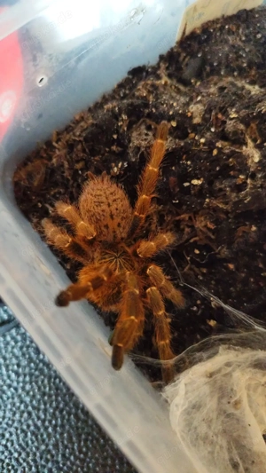 Pterinochilus murinus dcf kigoma Mädels  Bild 3