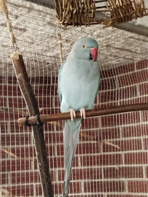 Halsbandsittich-Henne sucht neues Zuhause 