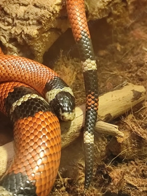 Königsnatter 0.1 abzugeben 