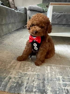 Toy Pudel Welpe in Redbraun 