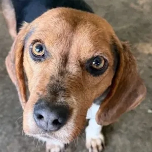 Isotta, geb. ca. 02 2022, lebt in GRIECHENLAND, auf einer privaten Pflegestelle 