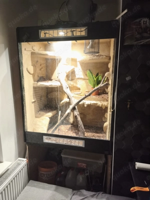 Terrarium 100x60x125cm 2 Königspythons + Zubehör