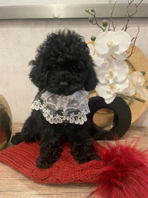 Toy Pudel welpe in Schwarz