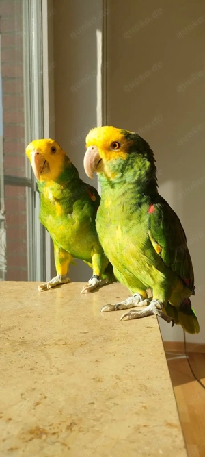 Doppelgelb Kopf, Amazon Papagei Pärchen