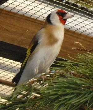 SUCHE Stieglitz Major 