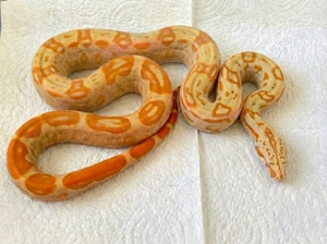 Sunglow (Sharp) Arabesque Jungle Motley