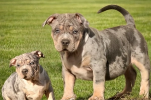 American Bully Tricolor XL