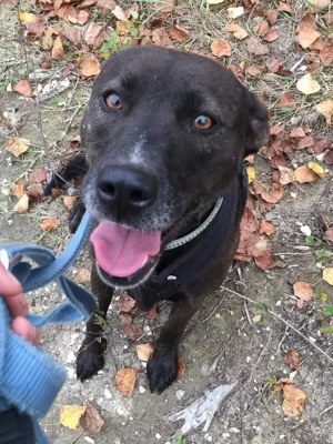 Zora möchte endlich ankommen - Deutschlandweite Vermittlung - Bild 8