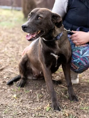 Zora möchte endlich ankommen - Deutschlandweite Vermittlung - Bild 4