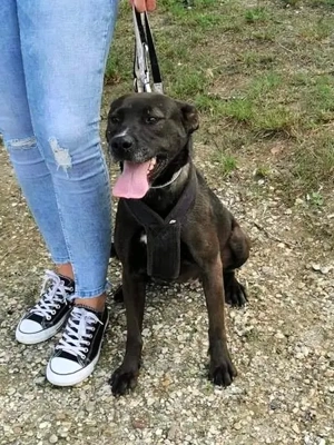 Zora möchte endlich ankommen - Deutschlandweite Vermittlung - Bild 10