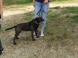 Zora möchte endlich ankommen - Deutschlandweite Vermittlung - Bild 9