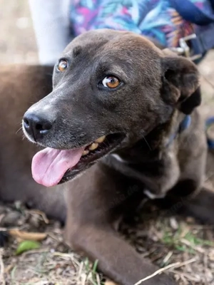 Zora möchte endlich ankommen - Deutschlandweite Vermittlung - Bild 2