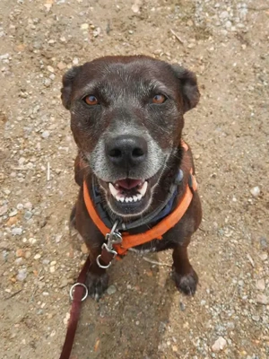 Zora möchte endlich ankommen - Deutschlandweite Vermittlung - Bild 6