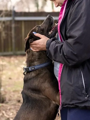 Zora möchte endlich ankommen - Deutschlandweite Vermittlung - Bild 5