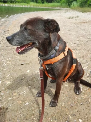 Zora möchte endlich ankommen - Deutschlandweite Vermittlung - Bild 7