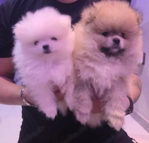 Wunderschöne reinrassige Zwergspitz-Pomeranian welpen