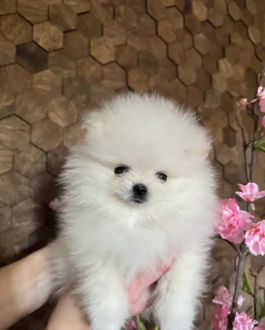 Wunderschöne reinrassige Zwergspitz-Pomeranian welpen