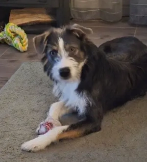 Stella, aufgeweckte Junghündin sucht aktives Zuhause