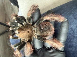Verkaufe Vogelspinne Pamphobeteus sp. mascara Männchen Bild 2