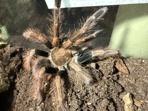 Verkaufe Vogelspinne Pamphobeteus sp. mascara Männchen Bild 3