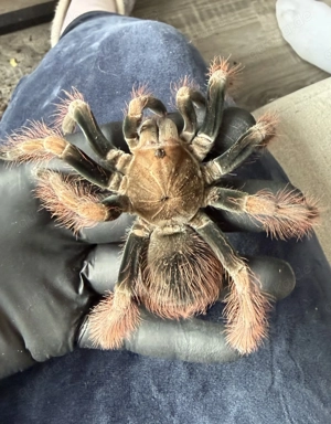 Verkaufe Vogelspinne Pamphobeteus sp. mascara Männchen