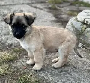 Hundekind Liviu   gerettet in letzter Minute