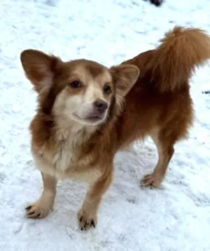 Lala   unsere kleine flotte Kuschelhündin