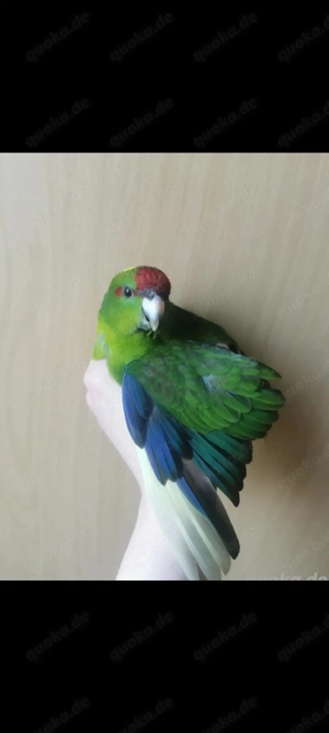 Ziegensittich Zuchtpaar