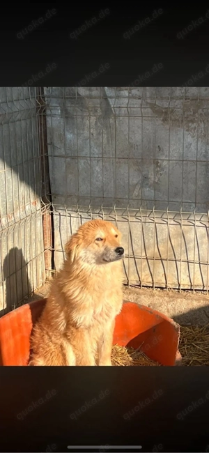 rüde sucht dringend pflegestelle